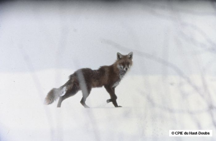 Le renard - © CPIE du Haut-Doubs