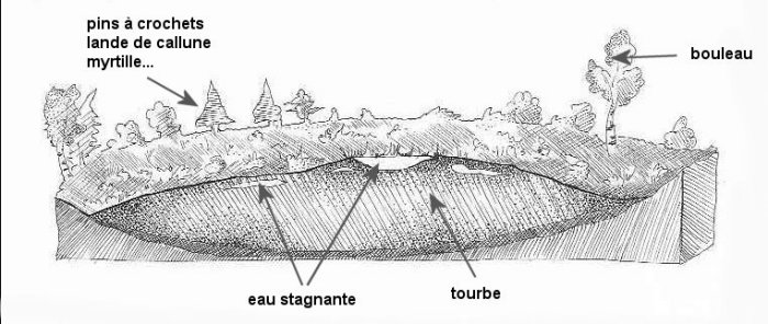 Tourbière morte ou bombée