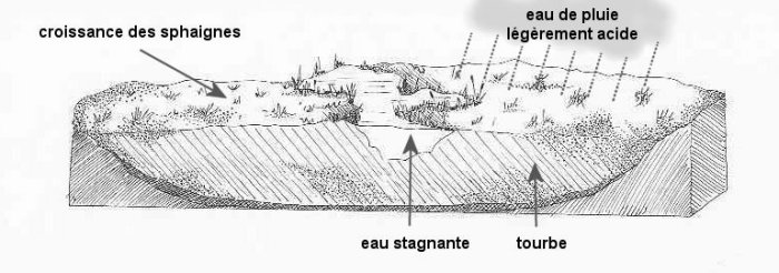 Tourbière vivante