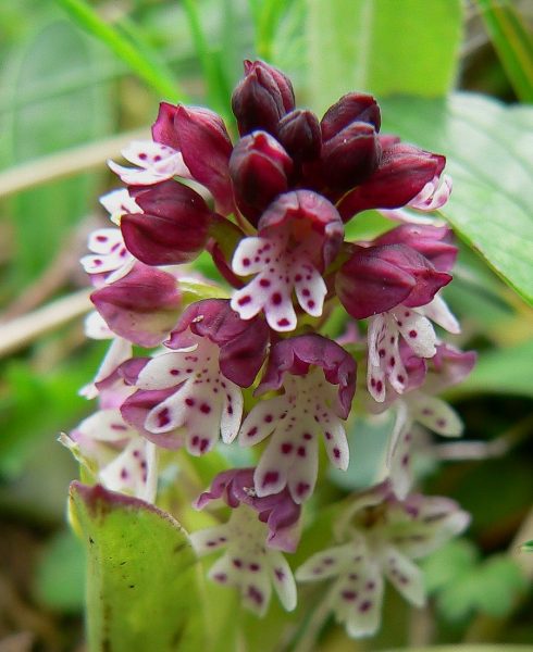 Orchis brûlé