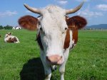 Comice agricole