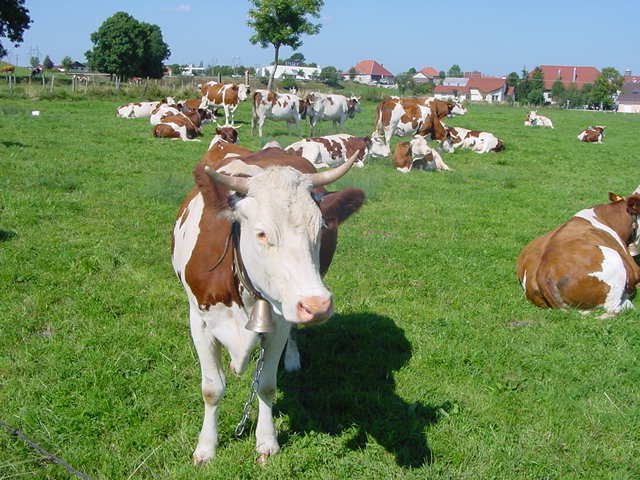 Troupeau de vaches