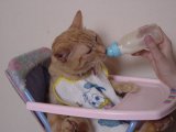 Le chat et son biberon de lait