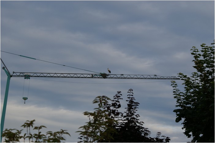 Des cigognes à Frasne le 10 août 2010