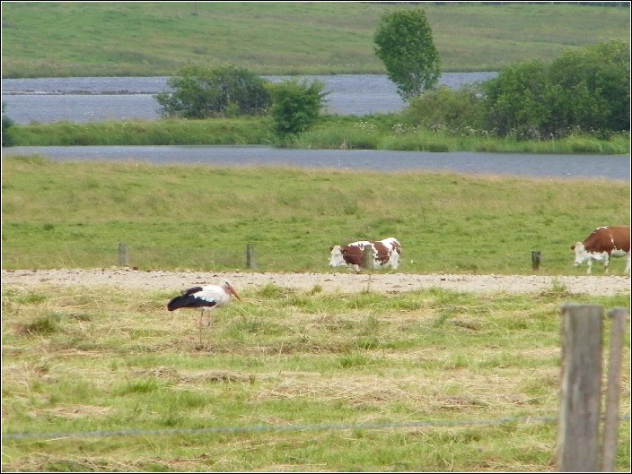 Une cigogne  Frasne le 19 juillet 2011