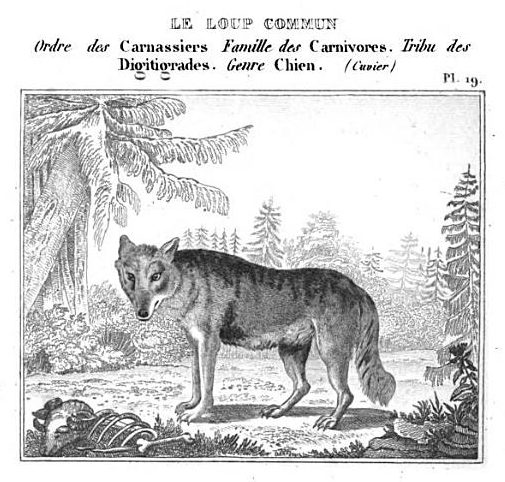 le loup commun