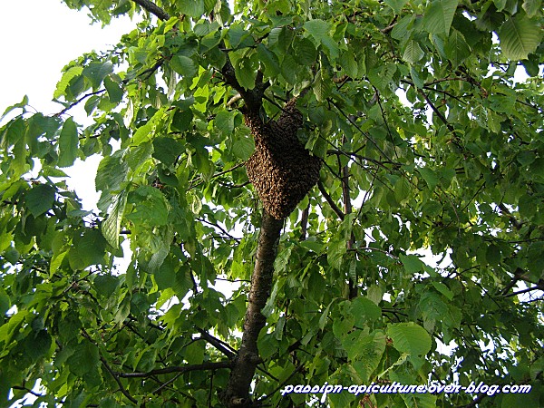 Essaim d'abeilles dans un cerisier