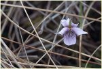 Une violette des tourbières