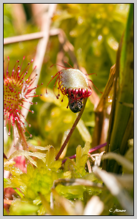 Drosera rotundifolia