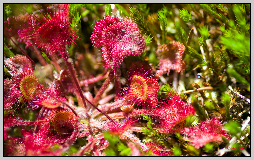 Drosera rotundifolia