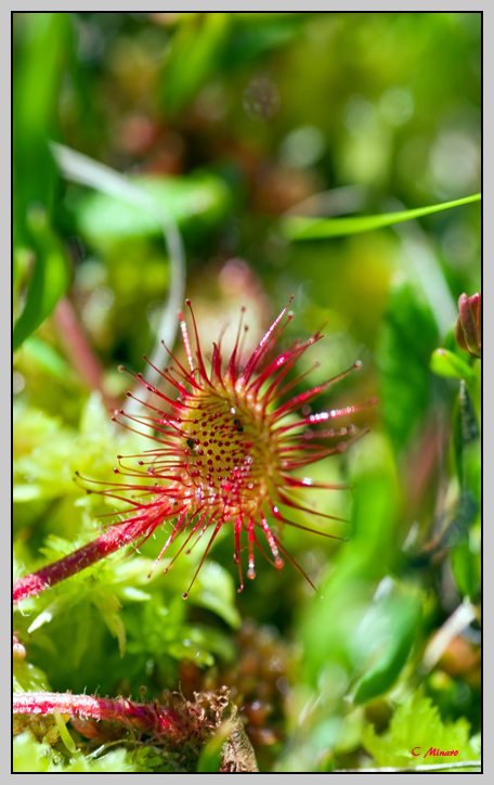 Drosera rotundifolia