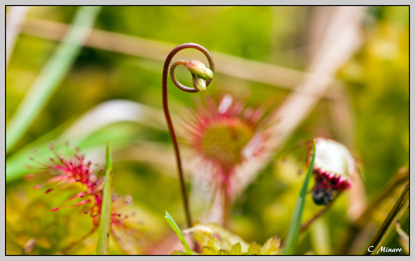 Drosera rotundifolia