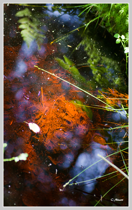 Ruisseau dans la tourbire