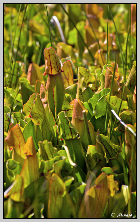 Sarracenia purpurea